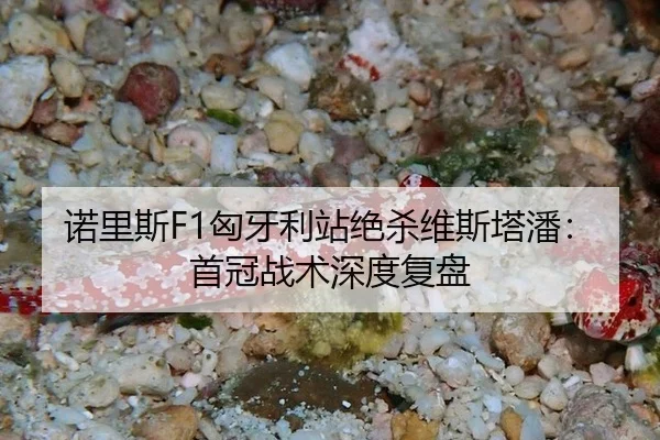 诺里斯F1匈牙利站绝杀维斯塔潘：首冠战术深度复盘